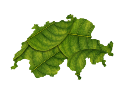 Der Umriss der Schweiz dargestellt mit einer grünen Blätterstruktur. 